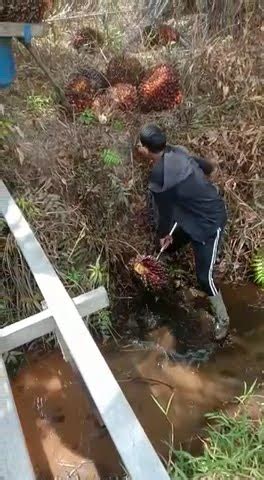 Hapir Saja Terjun Ke Paret Gaes YouTube