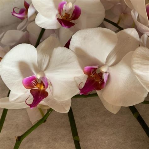 White Fuchsia Phalaenopsis Orchid Spray Florabundance Wholesale Flowers