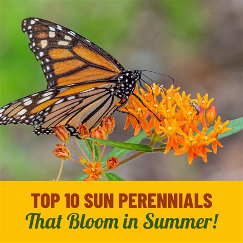 Top 10 Sun Perennials That Bloom In Summer Summer Flower Ideas