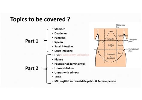 Solution Abdomen Pelvis Organs Revision Part Anatomy Studypool