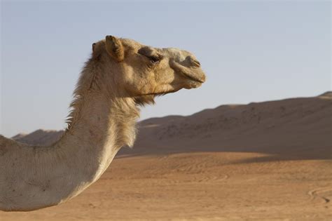 20 000 Kostenlose Camel Desert Und Natur Bilder Pixabay