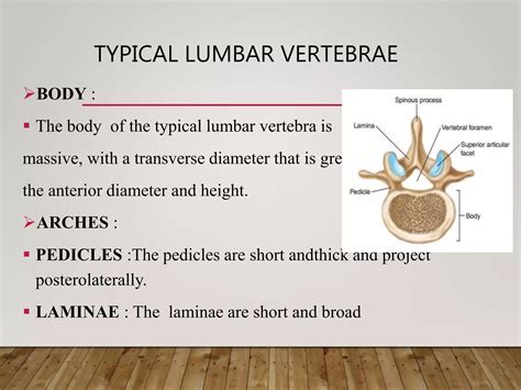 biomechanics  pathomechanics  lumbosacral joint pptx