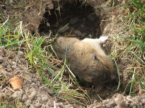 Gopher Control How To Get Rid Of Gophers Kill Gophers