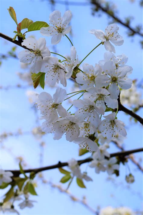 Kostenlose Foto Baum Natur Ast Bl Hen Wei Blume Bl Tenblatt