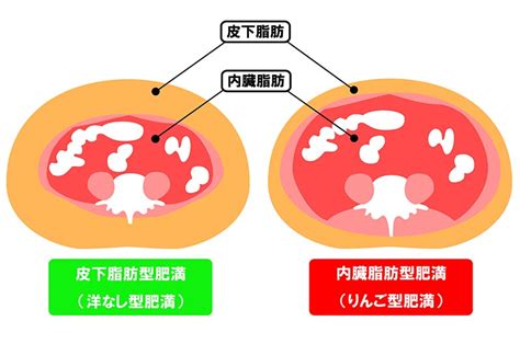 内臓脂肪とは何？皮下脂肪との違いや減らす方法について解説！ 健康食品・サプリメント通販のハウスダイレクト