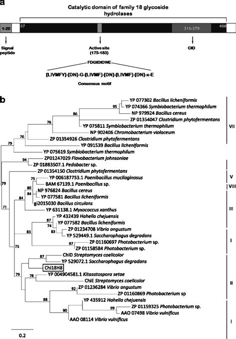 A Protein Motifs Identified Within The Novel Chitinase Chi18h8 Protein