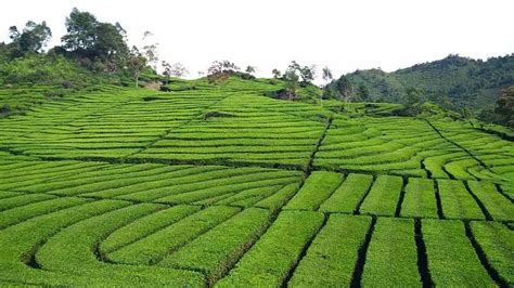 List Of Top 10 Tea Gardens In Assam The States Pride