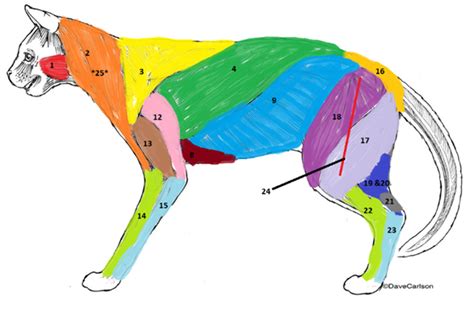 Cat Muscles Lateral View Diagram Quizlet