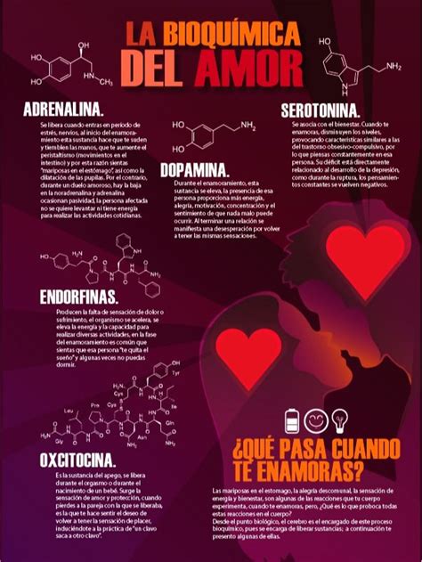 Infografía sobre la bioquímica del amor Bioquímica Imagenes de