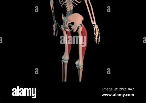 This 3d Animation Shows The Rectus Femoris Muscles In Full Rotation