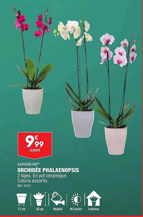 Promo Orchid E Phalaenopsis Gardenline Chez Aldi Icatalogue Fr