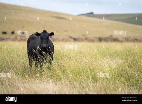 Stud Beef Bulls Cows And Calves Grazing On Grass In A Field In