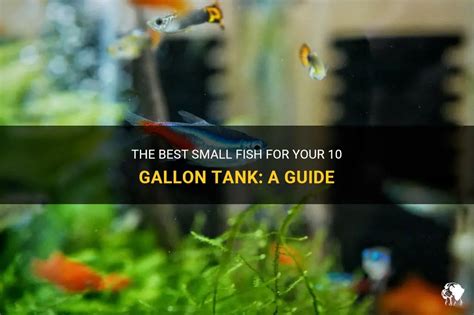 The Best Small Fish For Your Gallon Tank A Guide Petshun