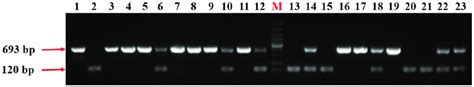 Partial Molecular Marker Experimental Results Of The Indel Marker