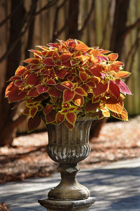 Coleus Adding Color To Your Garden Containers And Patio Pots