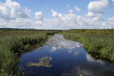 Fotos Gratis Paisaje Rbol Naturaleza C Sped Pantano Nube Cielo