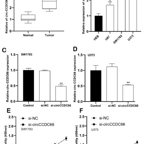 Enhanced Circccdc66 In Promoted Glioma Cell Proliferation A Relative