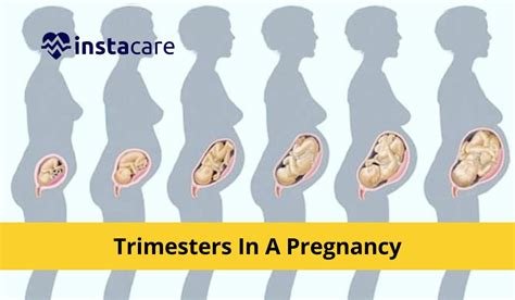 Pregnancy Trimesters