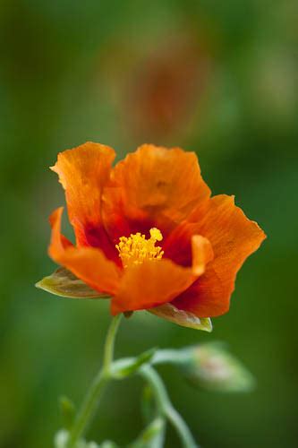 110703141helianthemum Southmead Orange Rock Rose Flickr