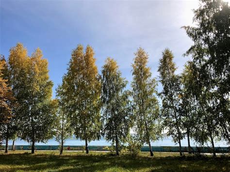 Premium Photo Autumn Tree With Yellow And Green Leaves