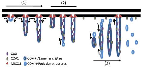 Hypothetical model of cristae formation. Lamellar cristae (1) organize ...