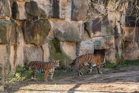 The Sumatran tiger is the only surviving tiger population in the Sunda ...