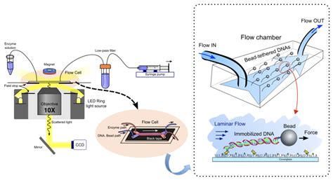 Single Molecule Techniques Single Molecule Biophysics Lab