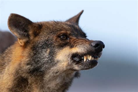 Lobo Ib Rico Canis Lupus Signatus Zamora Espanha Foto Premium