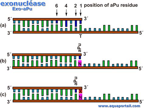 Nucl Ase D Finition Et Explications