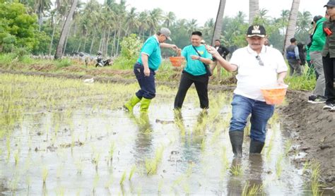 Penuhi Pesanan Kementan Pemkab Situbondo Siapkan 50 Ton Bibit Padi BK