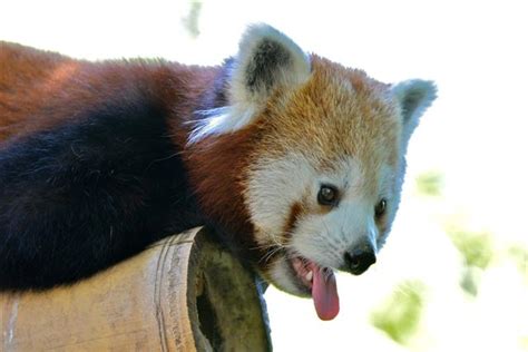 Red Panda Adaptations - Animal Sake