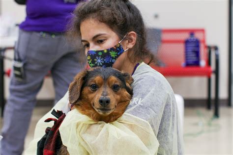 Animal Rescue League Saves 40 Dogs From Iowa Residence During Thursday