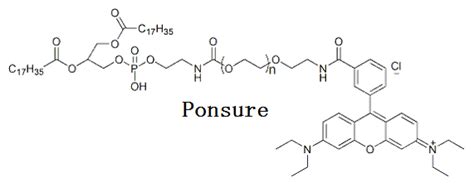 Rb Peg Dspe Peg Rhodamine Peg Dspe