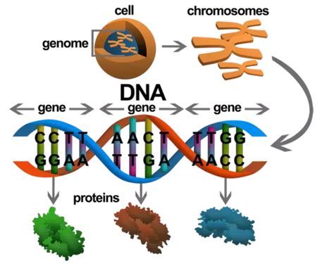 Gene Editing And Crispr Cas