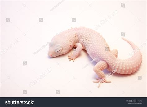 445 Albino Leopard Gecko Images, Stock Photos & Vectors | Shutterstock