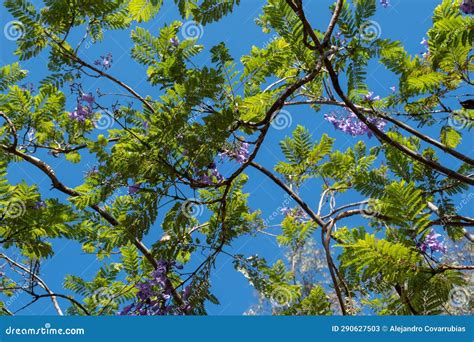 Hermoso árbol Jacarandá Con Flores Y El Cielo Azul En El Fondo Imagen