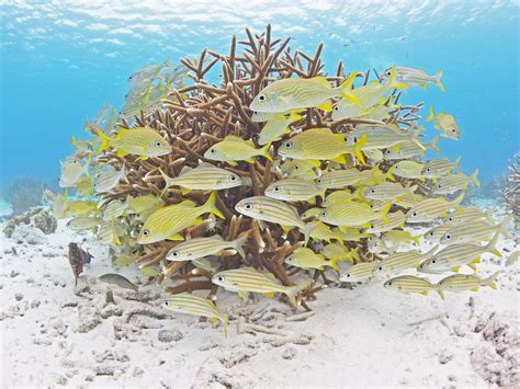 Coral Restoration - Dive Operations Buddy