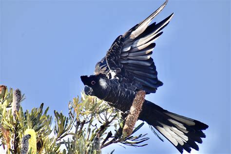 Bushland Biodiversity - Urban Bushland Council WA