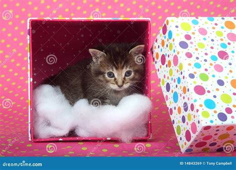 Tabby Kitten In A Box Stock Image Image Of Feline Polka 14843269