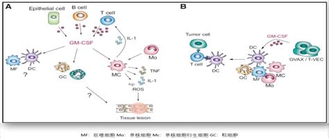 细胞因子风暴和自身免疫性炎症治疗新靶点gm Csf南京科佰生物科技有限公司