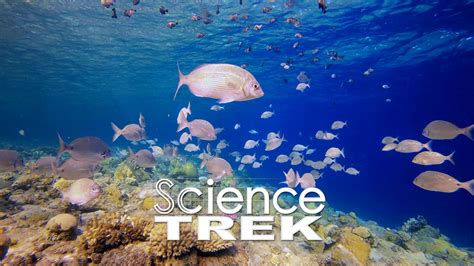 Oceans Science Trek Pbs Learningmedia