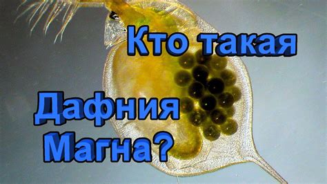 Дафния Магна (Daphnia Magna) - описание - YouTube