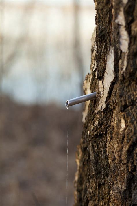 Maple Tree Sap Dripping