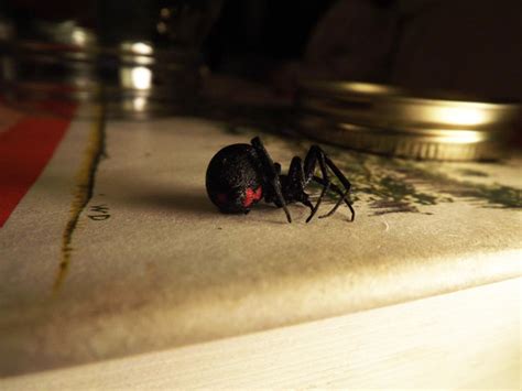 An Encounter With A Black Widow The New York Times