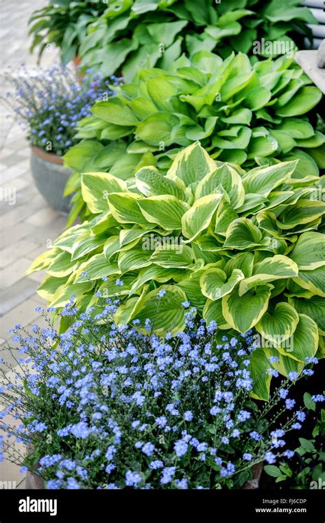 Plantain Lily Hosta Golden Tiara Hosta Golden Tiara Cultivar