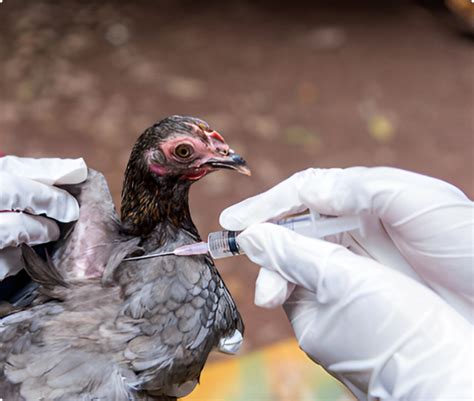 Gamot Sa Manok First Fil Bio