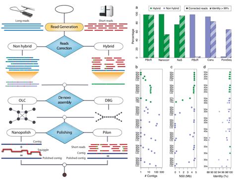 De Novo Assembly High Level Diagram Of Long Read Assembly Pipeline