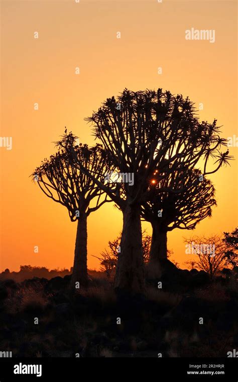 Namibia Central Namibia Karas Region Kalahari Quiver Tree Forest In