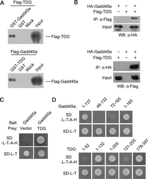 Gadd45a Interacts With TDG In Vitro A GST And Flag Pull Down Assay