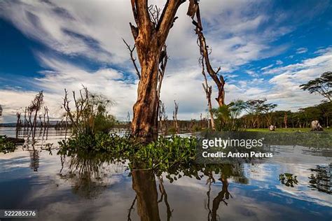 Lake Naivasha Photos And Premium High Res Pictures Getty Images